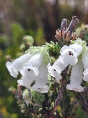 Dasyanthes