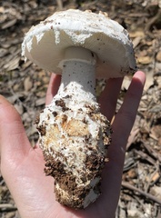 Amanita ananiceps