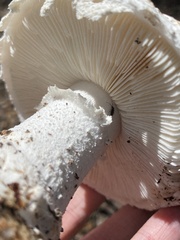 Amanita ananiceps