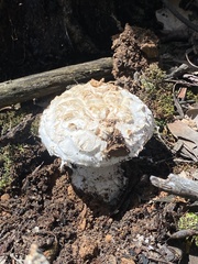 Amanita ananiceps
