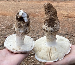 Amanita ananiceps