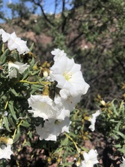 Cordia decandra