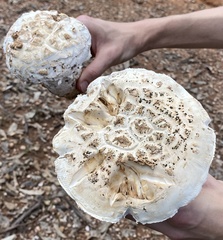 Amanita ananiceps