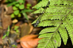 Pseudocopera ciliata
