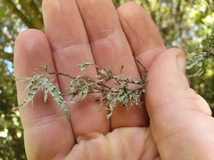 Ramalina celastri