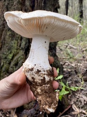 Amanita ananiceps