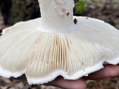Amanita ananiceps