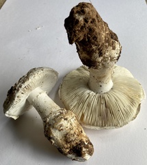 Amanita ananiceps