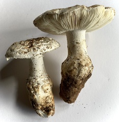 Amanita ananiceps