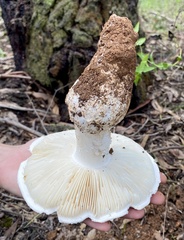Amanita ananiceps
