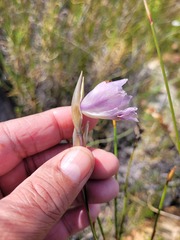 Gladiolus patersoniae