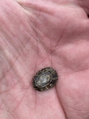 Cellana ornata
