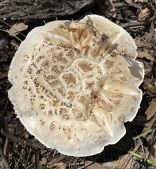 Amanita ananiceps