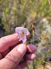 Gladiolus patersoniae