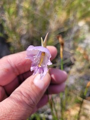 Gladiolus patersoniae