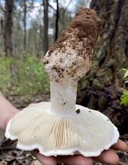 Amanita ananiceps