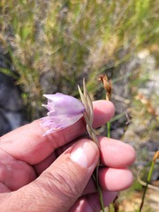 Gladiolus patersoniae