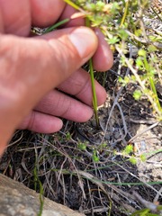 Gladiolus patersoniae