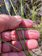Gladiolus patersoniae