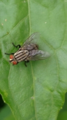 Calyptratae