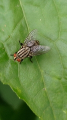 Calyptratae