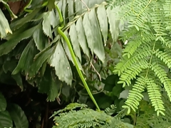 Ahaetulla prasina