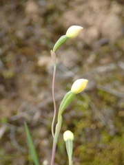 Thelymitra flexuosa