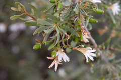 Scaevola spinescens