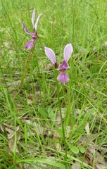 Diuris punctata