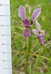 Diuris punctata