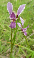 Diuris punctata