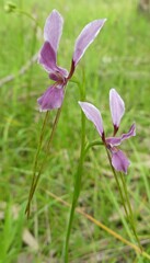 Diuris punctata