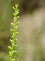 Microtis parviflora