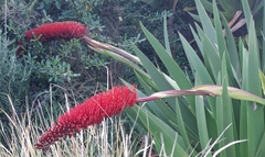 Xeronema callistemon