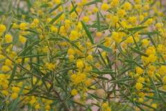 Acacia ligulata