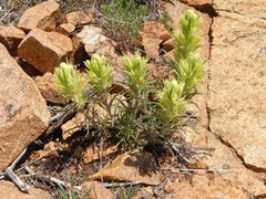 Castilleja citrina