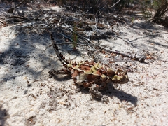 Moloch horridus