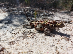 Moloch horridus