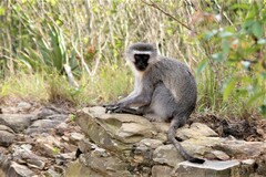 Chlorocebus pygerythrus pygerythrus