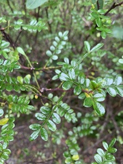 Zanthoxylum beecheyanum