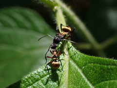 Polyrhachis rufifemur