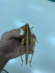 Cyrtacanthacridini