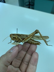 Cyrtacanthacridini
