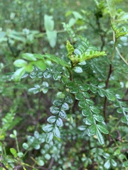 Zanthoxylum beecheyanum