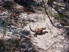 Moloch horridus