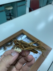 Cyrtacanthacridini