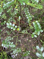 Zanthoxylum beecheyanum