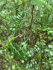 Zanthoxylum beecheyanum