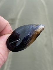 Mytilus planulatus