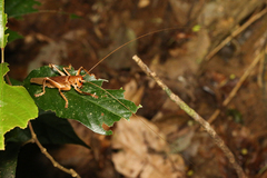 Gryllacrididae